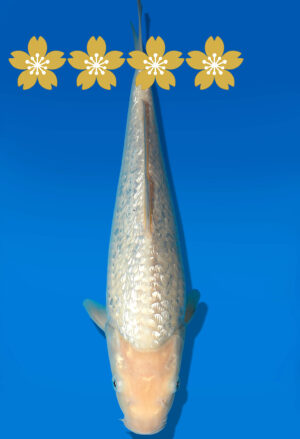 Koi Auktion Dainichi GinrinShiro Tosai WhiteMonkey - 30cm GT7-0825