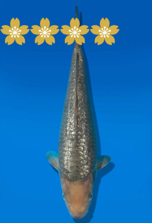 Koi Auktion Dainichi GinrinSoragoi Tosai GinrinSora/Sora - 30cm GT7-0826