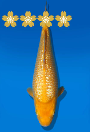 Koi Auktion Dainichi GinrinKarasgigoi Tosai YellowMonkey - 30cm GT7-0827