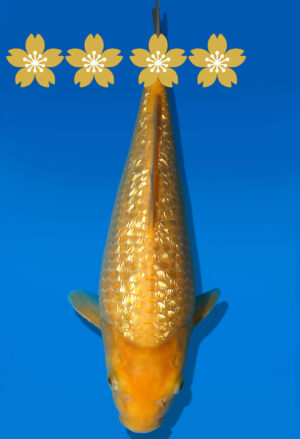 Koi Auktion Dainichi GinrinKarashigoi Tosai YellowMonkey - 30cm GT5-0818