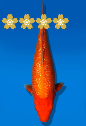 Koi Auktion Dainichi GinrinBenigoi Tosai XGinrinKohaku - 30cm GT5-0817