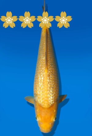 Koi Auktion Dainichi GinrinKarashigoi Tosai YellowMonkey - 33cm GT4-0816