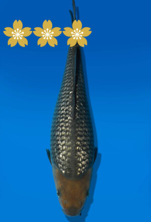 Koi Auktion Dainichi GinrinSoragoi Tosai GinrinSora/Sora - 31cm GT4-0815