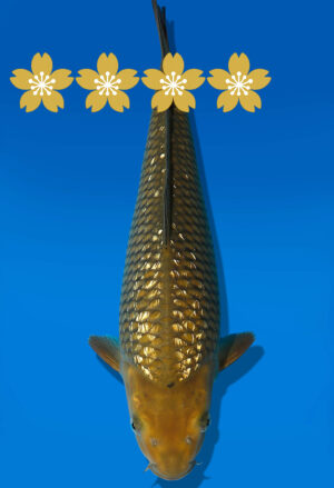 Koi Auktion Dainichi GinrinChagoi Tosai BrownMonkey - 33cm GT4-0813