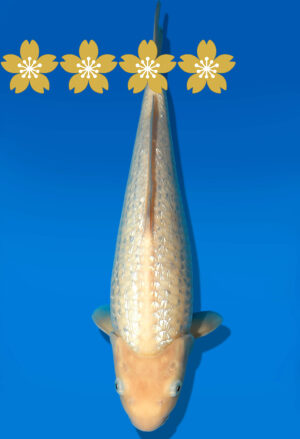 Koi Auktion Dainichi GinrinWhite Tosai WhiteMonkey - 36cm GT4-0812