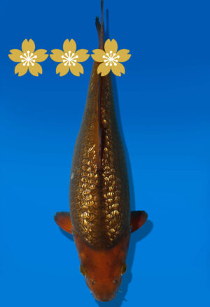 Koi Auktion Dainichi GinrinChagoi Tosai BrownMonkey - 31cm GT3-0811