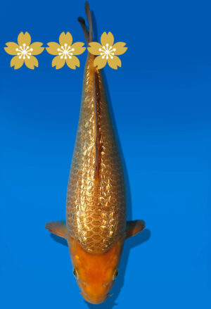 Koi Auktion Dainichi GinrinChagoi Tosai BrownMonkey - 29cm GT3-0810