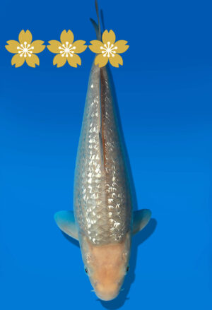 Koi Auktion Dainichi GinrinSoragoi Tosai GinrinSora/Sora - 26cm GT3-0809