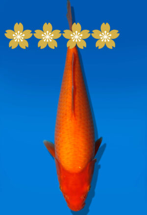 Koi Auktion Dainichi Benigoi Tosai RedTiger - 30cm GT3-0808