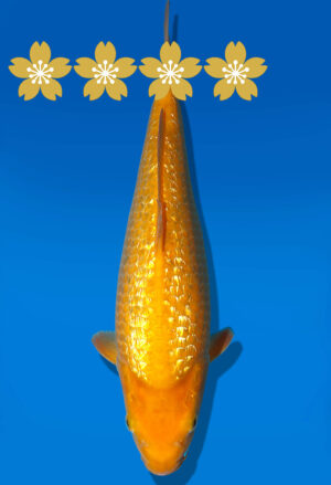 Koi Auktion Dainichi GinrinKarashigoi Tosai YellowMonkey - 30cm GT3-0807