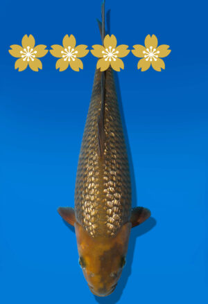 Koi Auktion Dainichi GinrinChaUtsuri Tosai BrownMonkey - 35cm GT3-0806