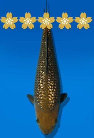 Koi Auktion Dainichi GinrinChagoi Tosai BrownMonkey - 31cm GT1-0830