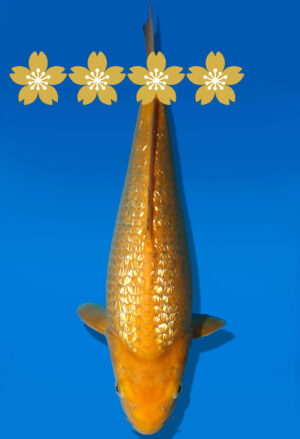 Koi Auktion Dainichi GinrinKarashigoi Tosai YellowMonkey - 30cm GT1-0831