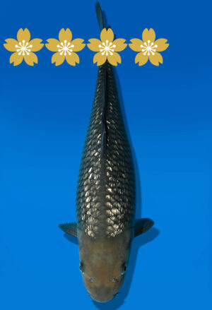 Koi Auktion Dainichi GinrinSoragoi Tosai Sora/GinrinSora - 33cm GT1-0852