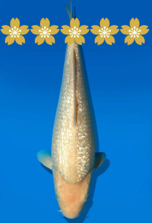 Koi Auktion Dainichi GinrinShiro Tosai WhiteMonkey - 30cm GT1-0834