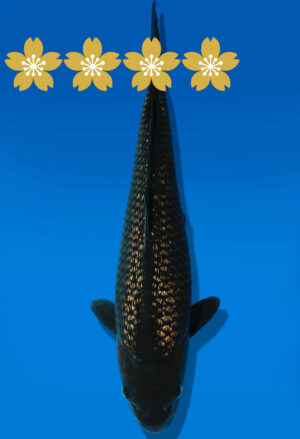 Koi Auktion Dainichi BlackDiamond Tosai BlackZeuss - 33cm GT2-0835