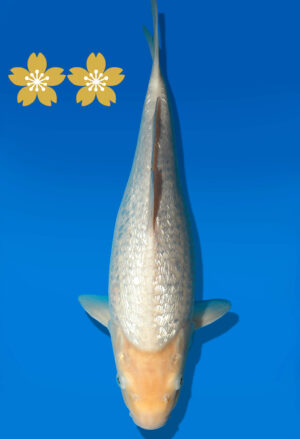 Koi Auktion Dainichi GinrinShiro Tosai WhiteMonkey - 33cm GT2-0836