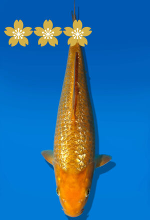 Koi Auktion Dainichi GinrinChagoi Tosai BrownMonkey - 29cm GT2-0837