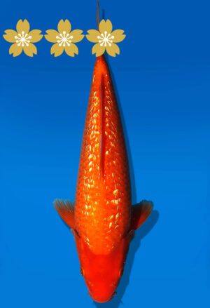 Koi Auktion Dainichi GinrinBenigoi Tosai XGinrinKohau - 29cm GT2-0838