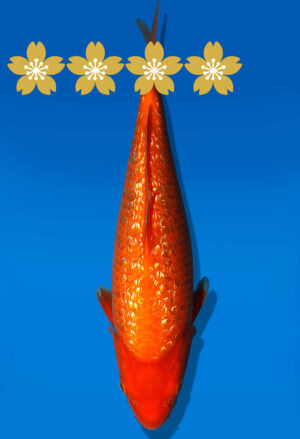 Koi Auktion Dainichi GinrinBenigoi Tosai XGinrinKohaku - 31cm GT6-0839