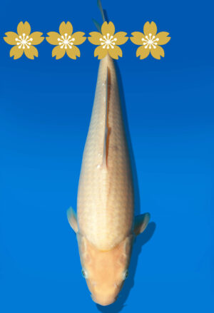 Koi Auktion Dainichi Shiro Tosai WhiteMonkey - 35cm GT6-0840