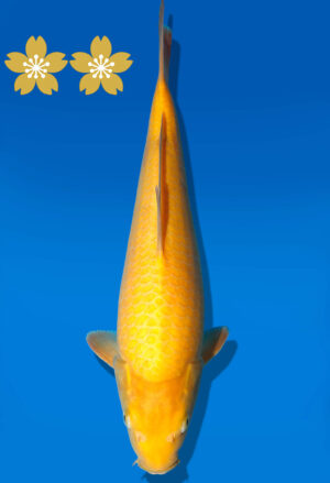 Koi Auktion Dainichi Karashigoi Tosai YellowMonkey - 35cm GT6-0841