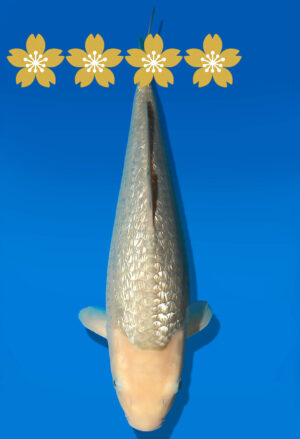 Koi Auktion Dainichi GinrinSoragoi Tosai Sora/GinrinSora - 37cm GT6-0842