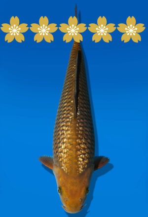 Koi Auktion Dainichi GinrinChagoi Tosai BrownMonkey - 32cm GT6-0843