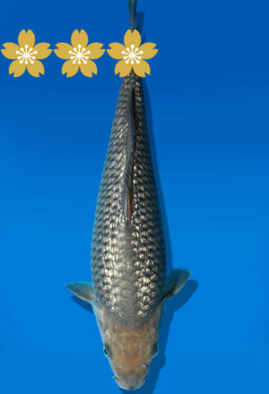 Koi Auktion Dainichi GinrinSoragoi Tosai GinrinSora/Sora - 31cm GT6-0844