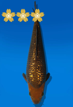 Koi Auktion Dainichi GinrinChagoi Tosai BrownMonkey - 33cm GT7-0845