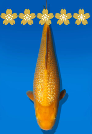 Koi Auktion Dainichi GinrinKarashigoi Tosai YellowMonkey - 35cm GT7-0846