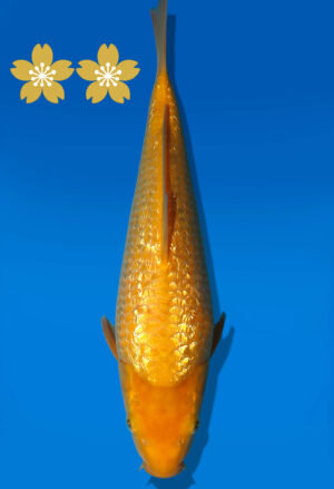 Koi Auktion Dainichi GinrinKarashigoi Tosai YellowMonkey - 30cm GT7-0847