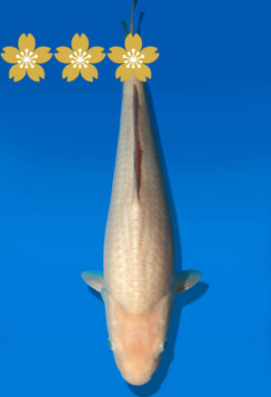 Koi Auktion Dainichi GinrinShiro Tosai WhiteMonkey - 37cm KT1-0851