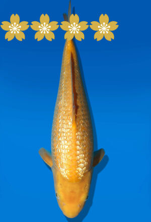 Koi Auktion Dainichi GinrinKarashigoi Tosai YellowMonkey - 34cm KT1-0848