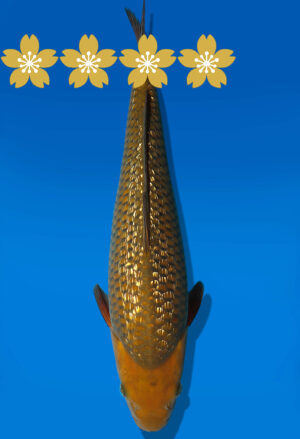 Koi Auktion Dainichi GinrinChagoi Tosai BrownMonkey - 35cm KT1-0849