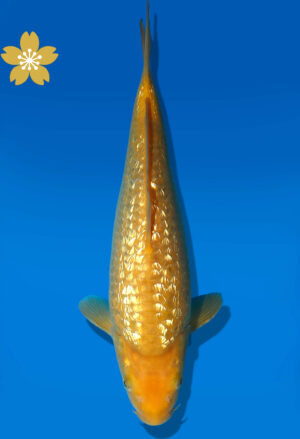 Koi Auktion Dainichi GinrinKarashigoi Tosai YellowMonkey - 26cm KT1-0850