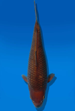 Koi Auktion Dainichi Chagoi Tosai BrownMonkey - 24cm KT2-0854