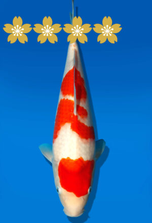 Koi Auktion Dainichi Kohaku Tosai RedTiger - 34cm KT2-0855