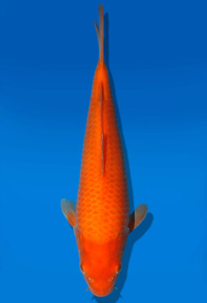 Koi Auktion Dainichi Karashi Tosai YellowMonkey - 27cm KT2-0858