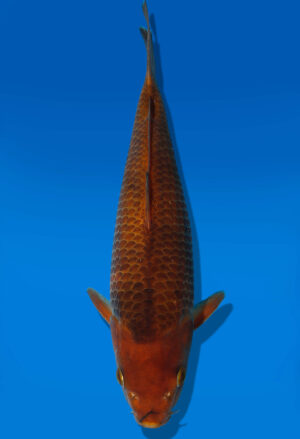 Koi Auktion Dainichi Chagoi Tosai BrownMonkey - 31cm KT2-0859