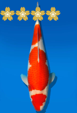 Koi Auktion Dainichi Kohaku Tosai WhiteDragon - 34cm KT2-0856