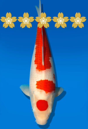 Koi Auktion Dainichi Kohaku Tosai WhiteDragon - 35cm KT2-0857