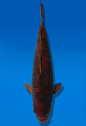 Koi Auktion Dainichi Chagoi Tosai BrownMonkey - 30cm KT3-0860