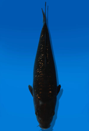 Koi Auktion Dainichi BlackDiamond Tosai BlackZeus - 26cm KT3-0861