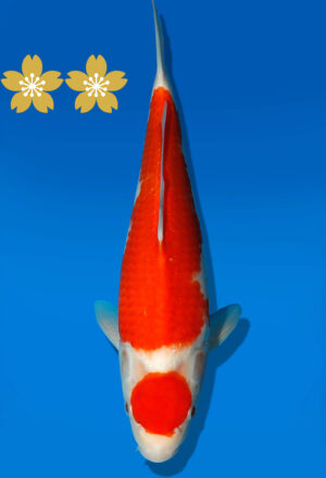 Koi Auktion Dainichi Kohaku Tosai WhiteDragon - 31cm KT3-0862