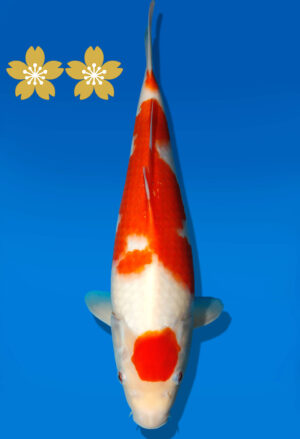 Koi Auktion Dainichi Kohaku Tosai RedTiger - 32cm KT3-0863