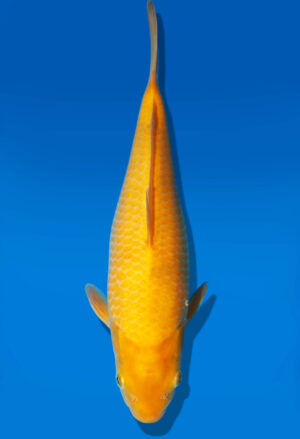 Koi Auktion Dainichi Karashi JumboTosai YellowMonkey - 28cm KT3-0869