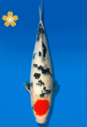 Koi Auktion Dainichi TSanke JumboTosai MSankejr. - 28cm KT3-0868