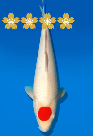 Koi Auktion Dainichi Tancho Tosai RedTiger - 35cm KT4-0866