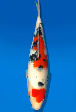 Koi Auktion Dainichi Sanke JumboTosai NewMSankejr. - 27cm KT4-0870